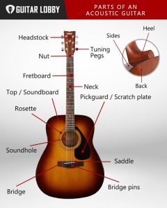 Parts of an Acoustic Guitar (with Diagram & Video) 2024 - Guitar Lobby